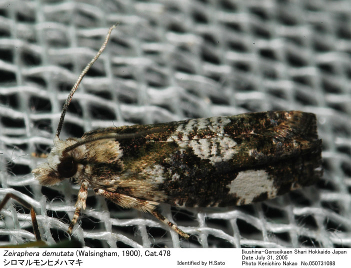 Zeiraphera_demutata_050731088.jpg